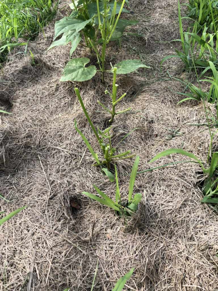 Bush Beans - Fishing Line Deer Fence for Garden